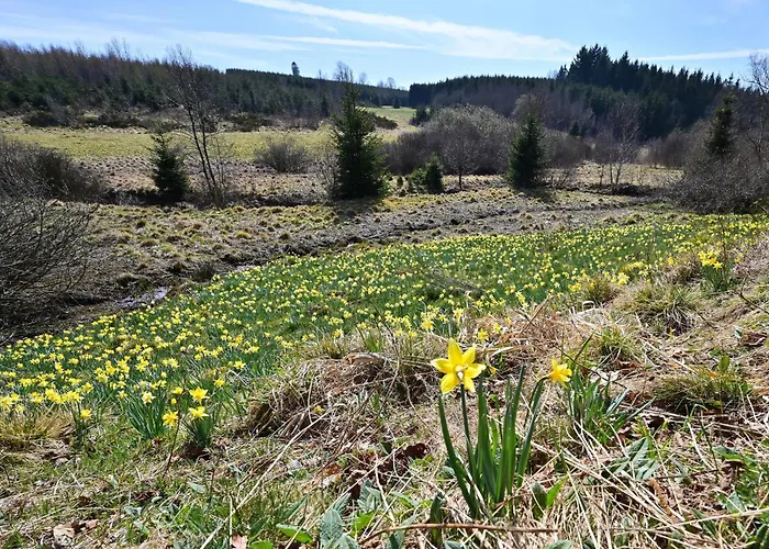 Eifel-life * Simmerath